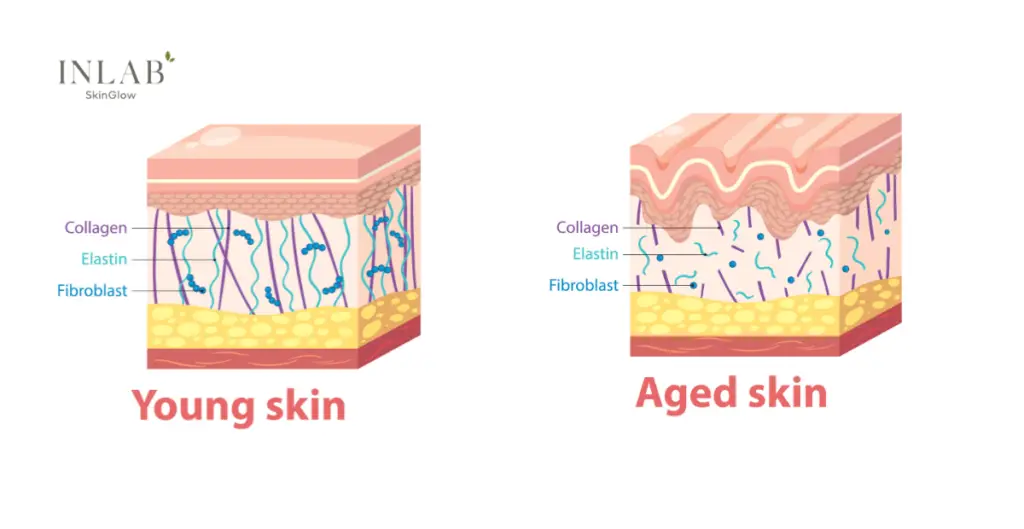 Collagen – What Is It and Why You Should Know About It?